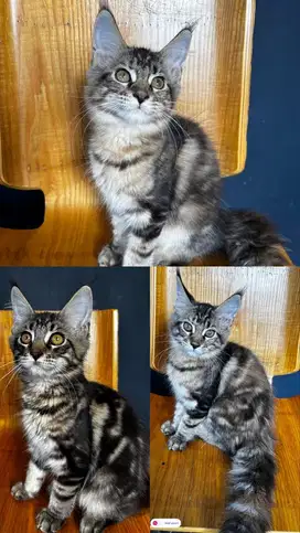 Kitten mainecoon