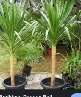 Jual pohon pandan bali