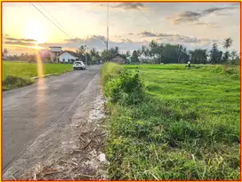 Tanah Mungkid Magelang, View Sawah : Dekat Wisata Borobudur