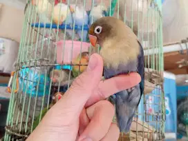 LOVEBIRD PB DARK VIO JINAK USIA 9 BULAN