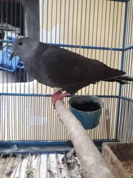 bekisar merpati dan puter