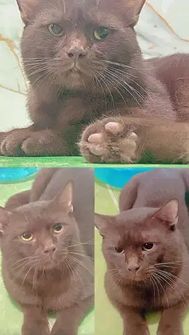 Kucing british short hair choco , Bsh choco cinnamon