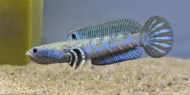 Ikan Chana Blue Pulcra Baby