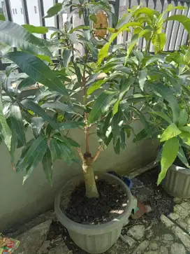 Jual pohon mangga