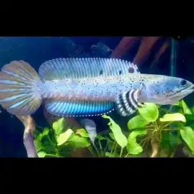 Ikan Stewarti Baby