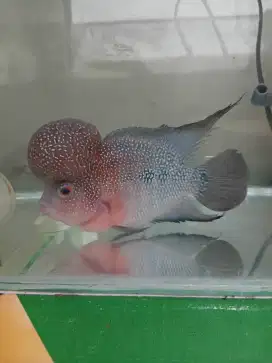 Ikan lohan sepasang