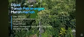 Di Jual Tanah murah luas 1950m² Harga 220 Nego Lokasi Karangmojo, GK