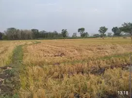 Tanah Kelurahan Sukorejo Kec Perak Kab Jombang