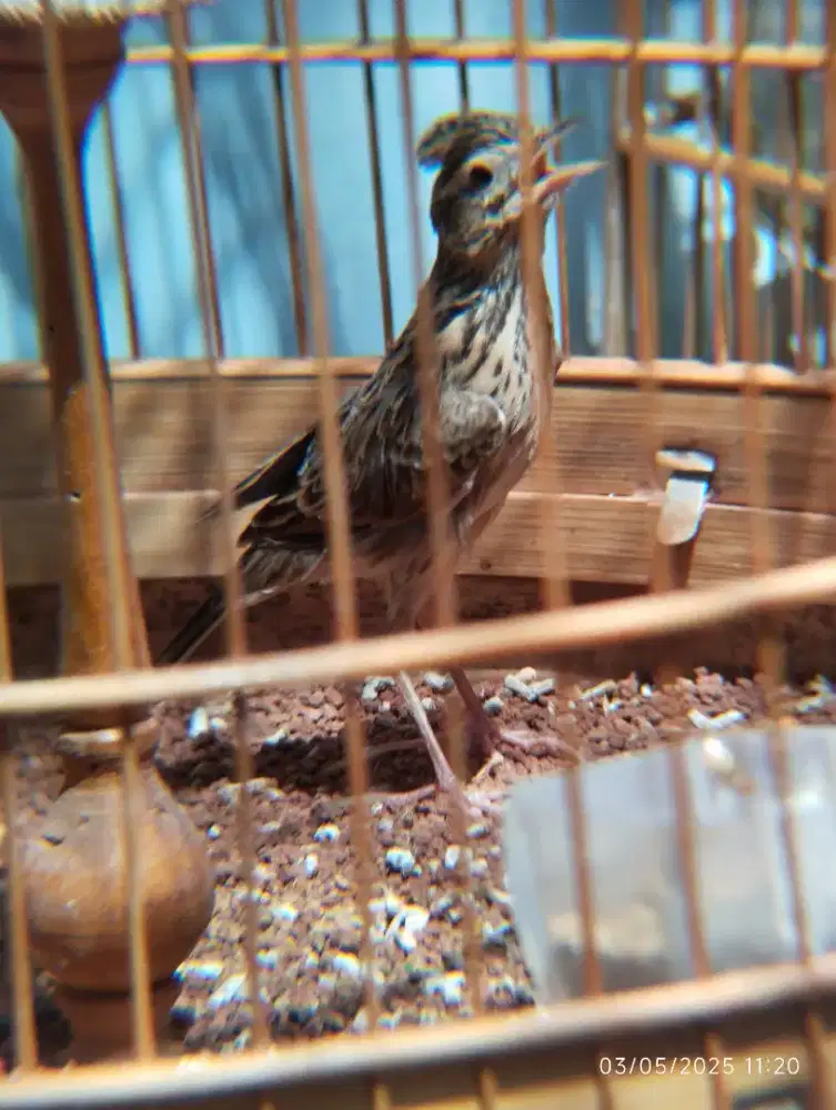 SKY LARK SANMA ORIENTAL JANTAN MUDA GACOR MULUS