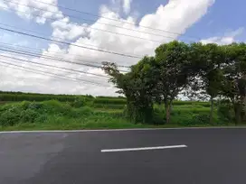 TANAH PINGGIR JALAN UTAMA  VIEW SAWAH & POHON KELAPA DI  SANGEH