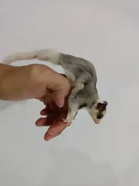 Sugar glider Mozaik