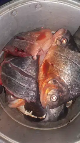 Ikan bawal segar hasil pancingan 10k