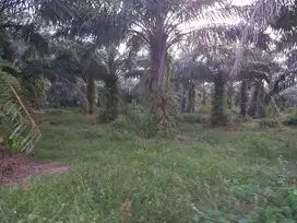 tanah 30 hektar di bumi ratu nuban