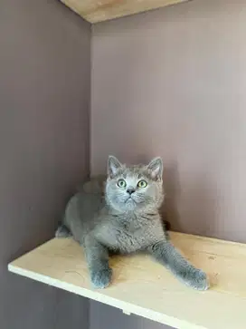 KITTEN BRITISH SHORT HAIR