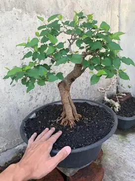Bonsai  Buah Murbei