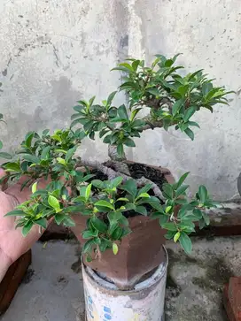 Bonsai Beringin Elegan