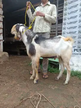 kambing kurban jantan