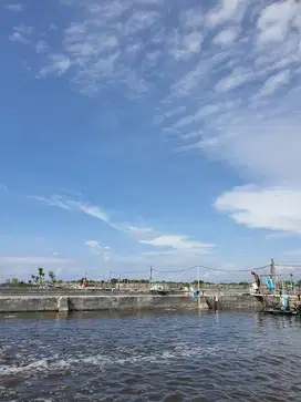 TERMURAH! DIJUAL TAMBAK UDANG AKTIF JL IKAN PAUS BANYUWANGI!