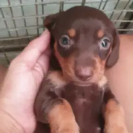 Anak anjing Tekel / Dachshund, Betina, Chocolate Tan