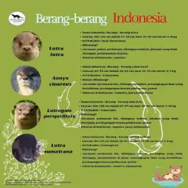 musang other berang