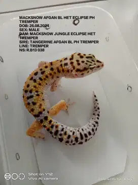 Leopard gecko dewasa male,macksnow