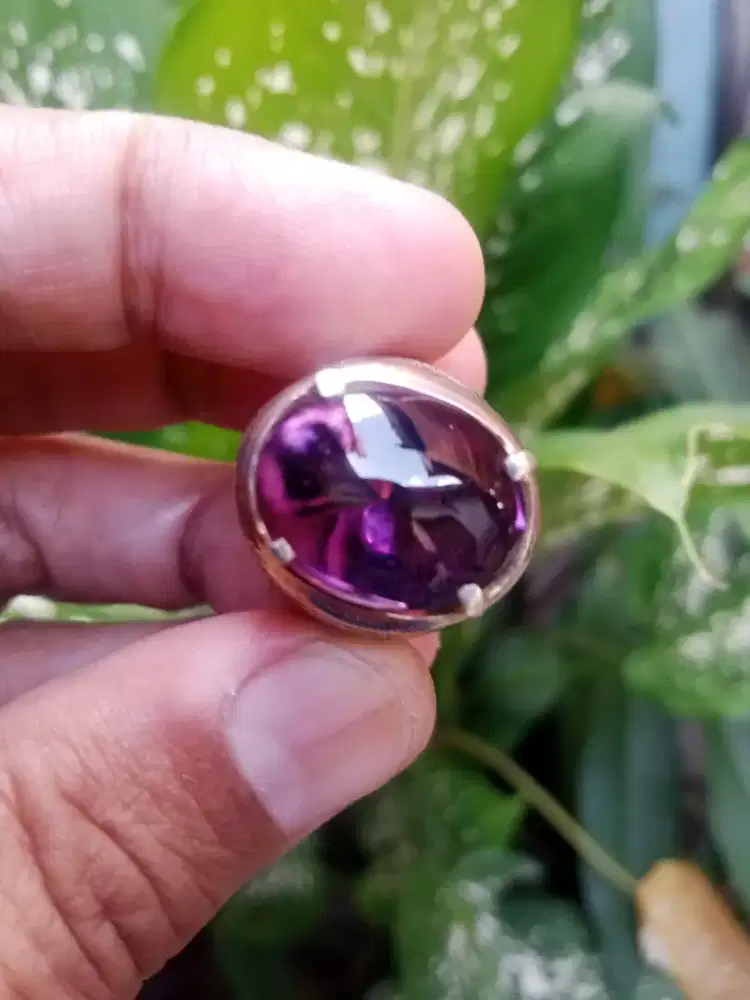 Kecubung Kalimantan Asli