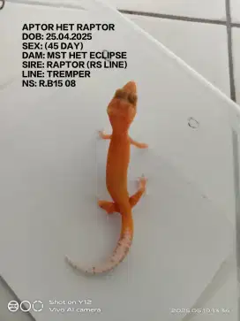 Leopard gecko baby.an aptor het raptor
