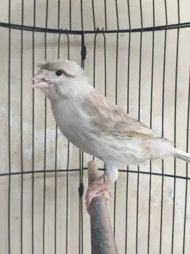 Kenari Spanish Timbrado x Gloster Corona Gacor