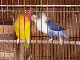 Burung Lovebird lakbet LB sepasang warna cantik siap produksi