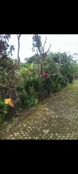 Lahan durian aktif luas 1 HA harga 3 Milyar di Gerbo, Pasuruan