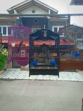Burung Murai Medan dan Balak Ternakan Jual Borongan Murah