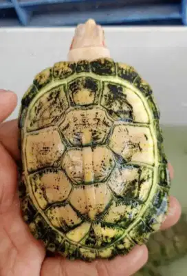 res albino 8.5cm prediksi betina