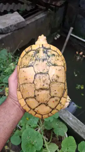 Res Albino betina 20cm indukan proven