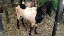 Sedia kambing guling dan aqiqah