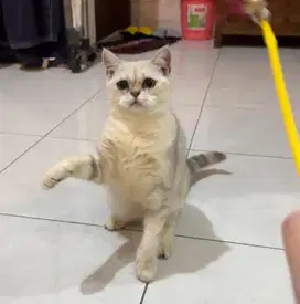 Open semi hibah BSH british shorthair & scottish straight kitten