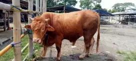 Jual cepat Hewan Qurban Bandung-Soekarno Hatta, Kiaracondong, Antapani