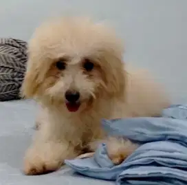 Poodle Betina Pupy Sertifikat Stbm
