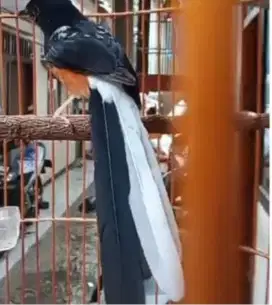 Murai  jantan Blorok lancur putih 1