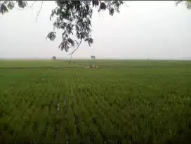 Dijual Sawah daerah Ciparay Bandung