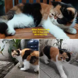 Kucing Betina Exotic Shorthair Peaknose