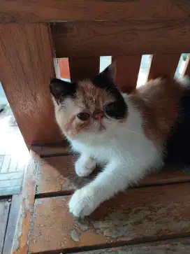 Kucing Betina Exotic Shorthair Peaknose