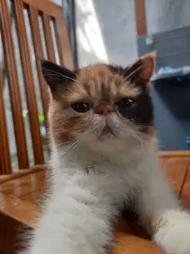 Kucing Betina Exotic Shorthair Peaknose