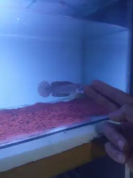 Channa blue pulcra