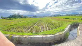 Dijual tanah sawah 1403 m di ampek angkek koto marapak bukittinggi.