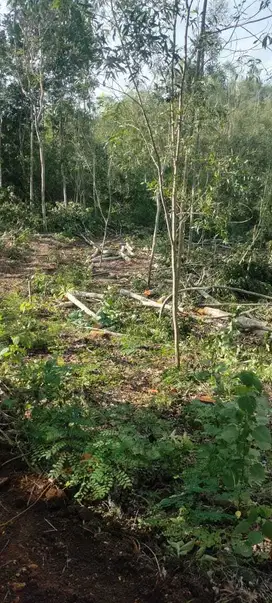 Jual tanah 2.3ha bagus buat pabrik/pergudangan daerah buring