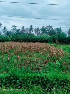 Jual tanah daerah pakis 4ha. Lebar depan 50meter. 400ribu/meter. Rata