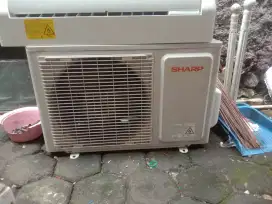 Ac sharp 1/2 pk