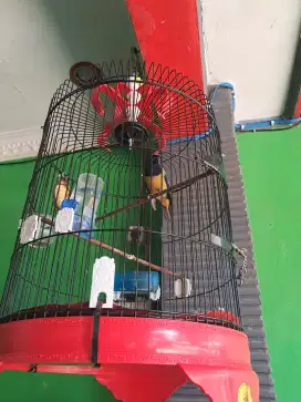 Burung cucak cungko
