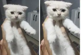 Kucing kitten Scottish fold white solid