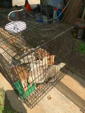Promo! Ayam Kampung Asli Harga Terbaik
